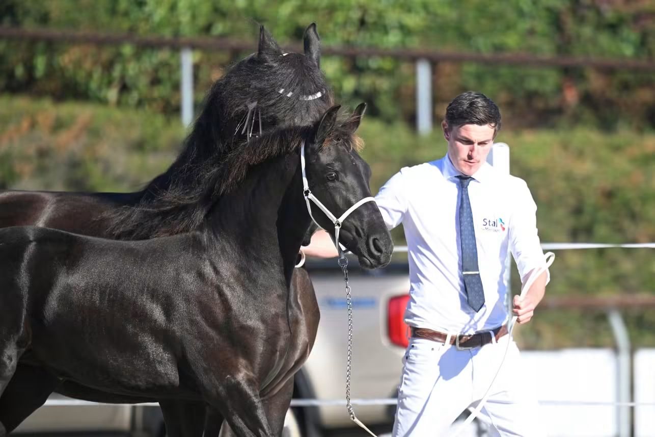 Foto 3 van Exceptional Friesian Filly for Sale – The Only 1st Premium & Champion of the Inspection!